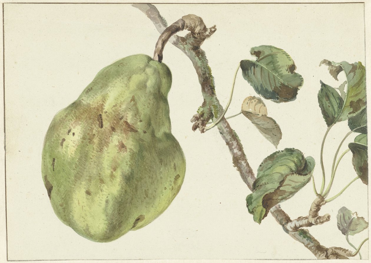 Pera en una rama de Pieter Gevers