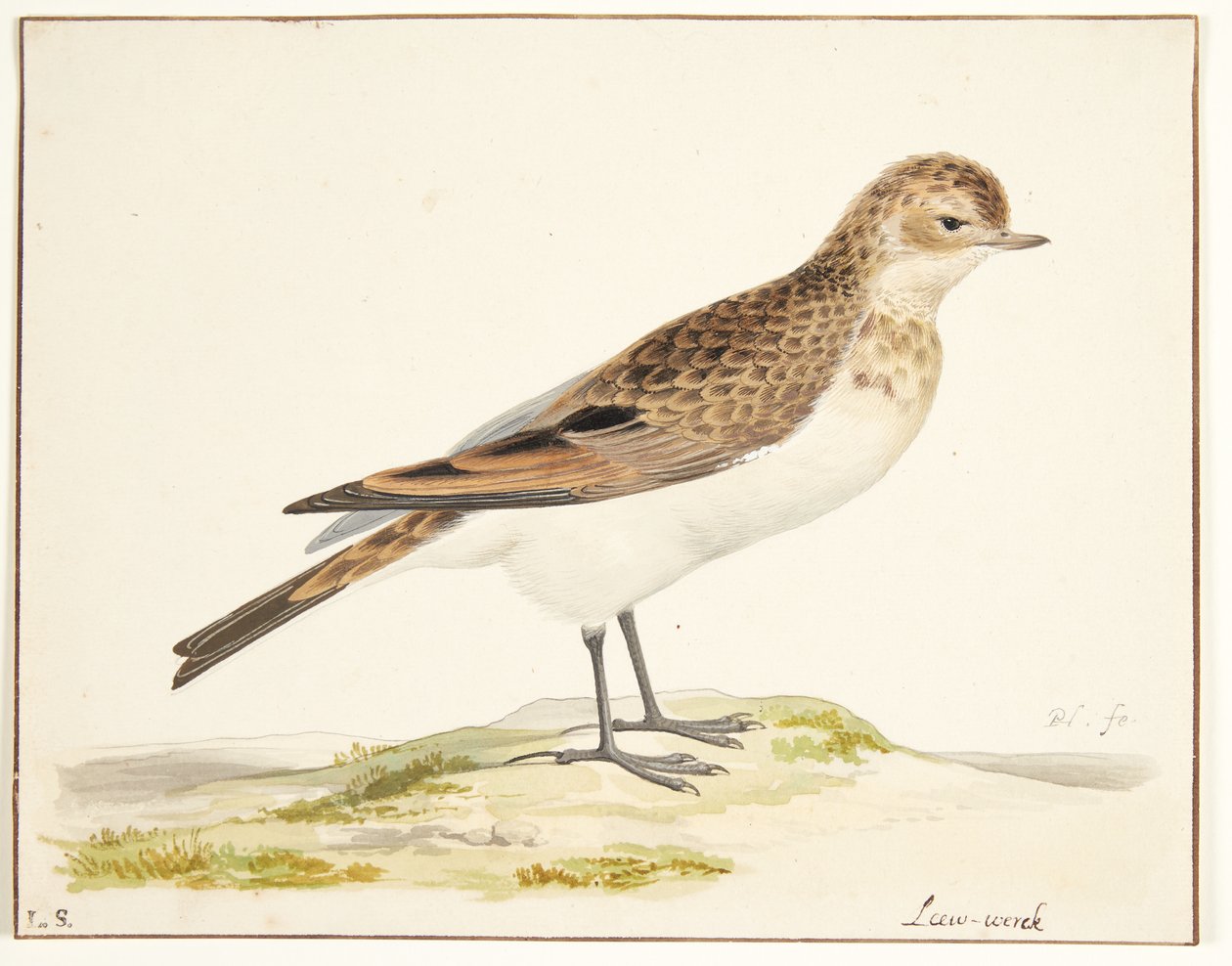 Una alondra (alauda arvensis) de Pieter Holsteijn