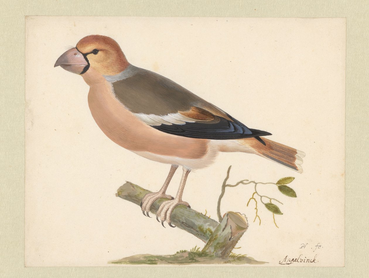 Pinzón de manzana de Pieter Holsteyn (I)