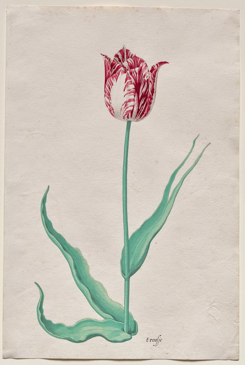 Estudio de un tulipán (