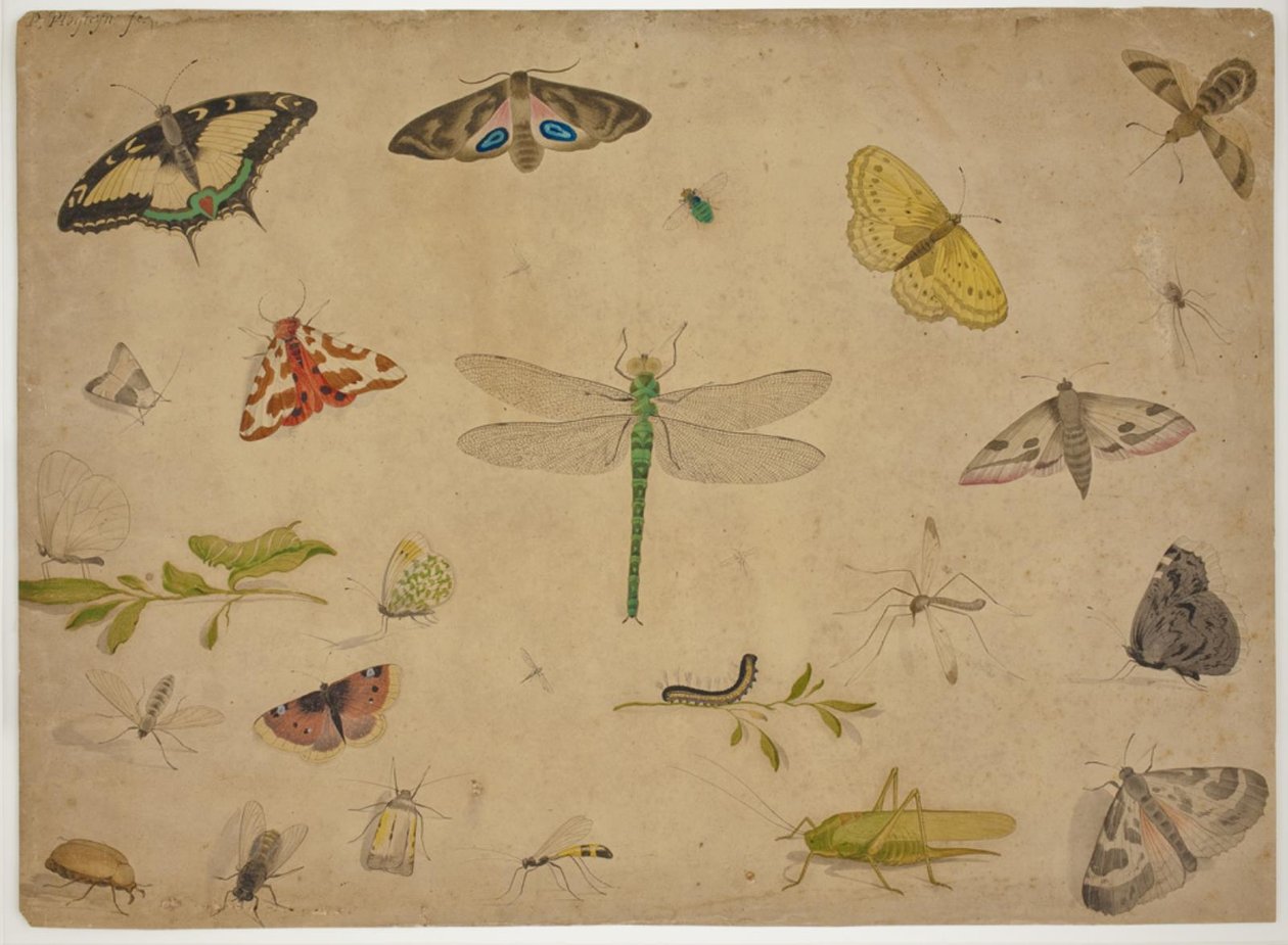 26 insectos de Pieter I Holsteijn