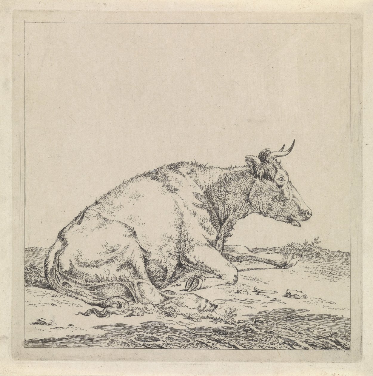 Vaca reclinada, a la derecha de Pieter Janson