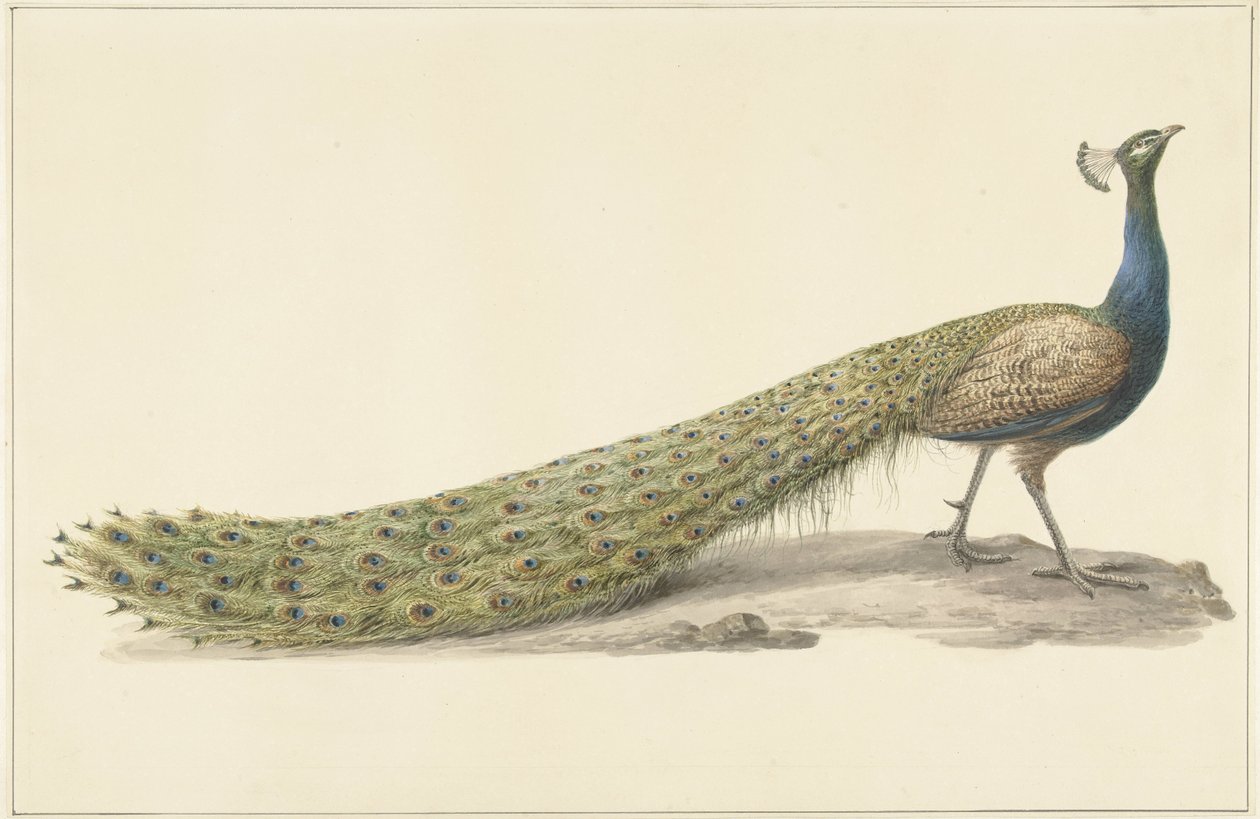 pavo real azul de Pieter Pietersz. Barbiers