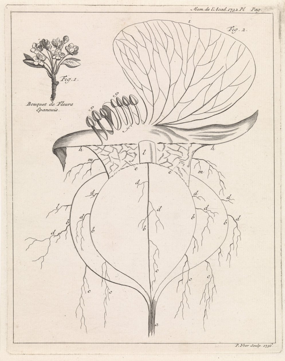 Sección transversal de una flor de Pieter Yver