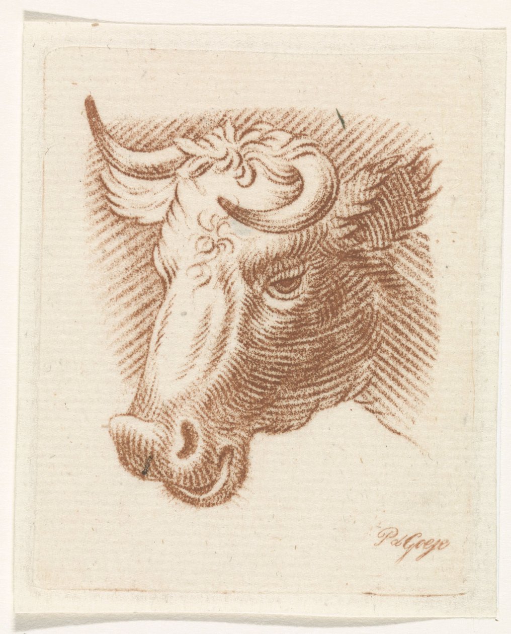 cabeza de toro de Pieter de Goeje