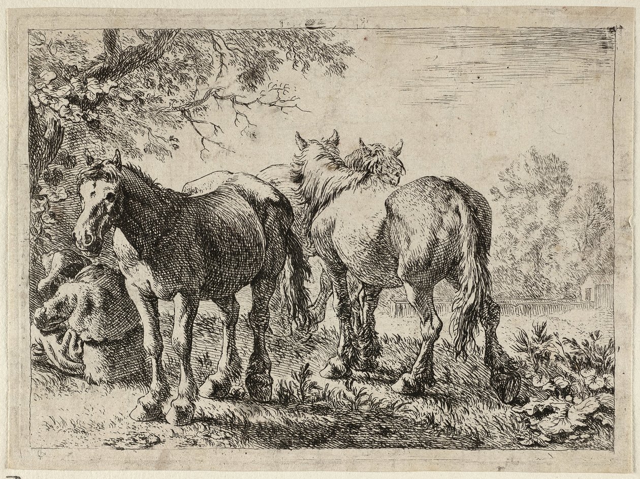 Tres caballos en un campo de Pieter van Laer