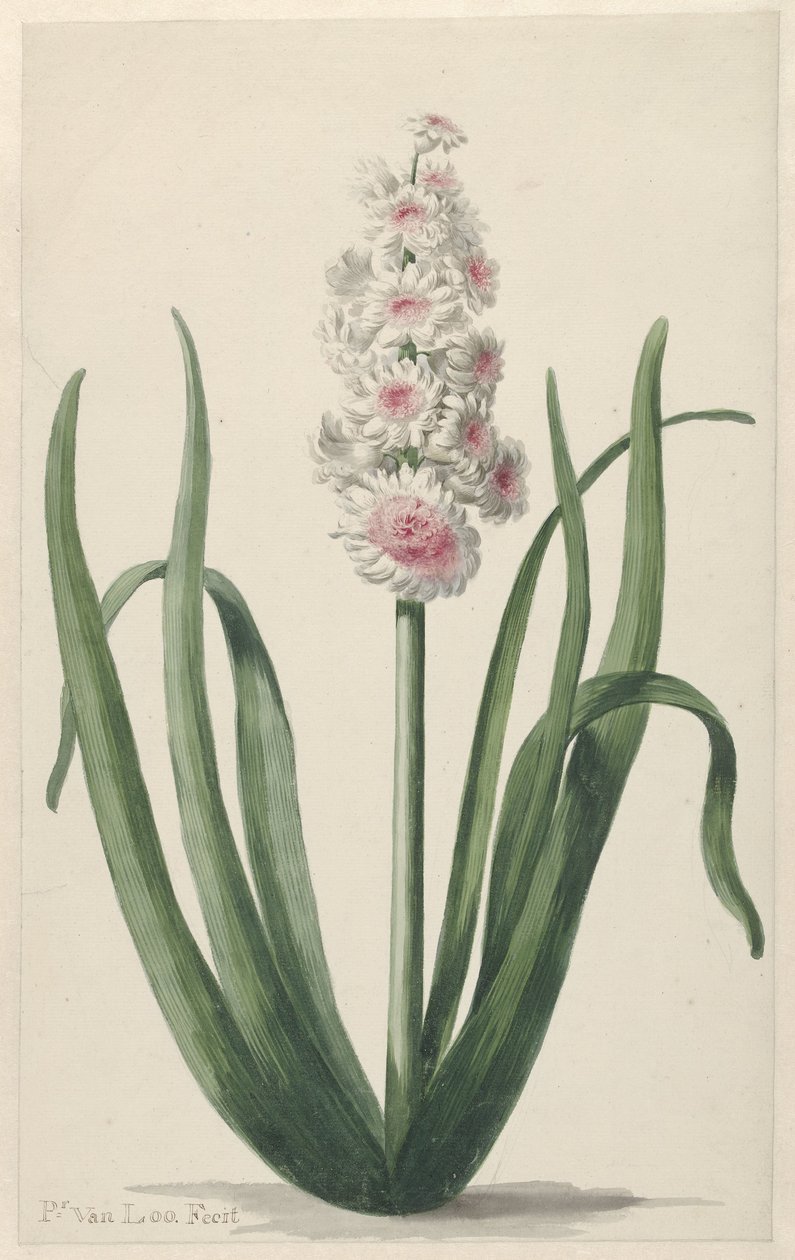 Jacinto en flor de Pieter van Loo