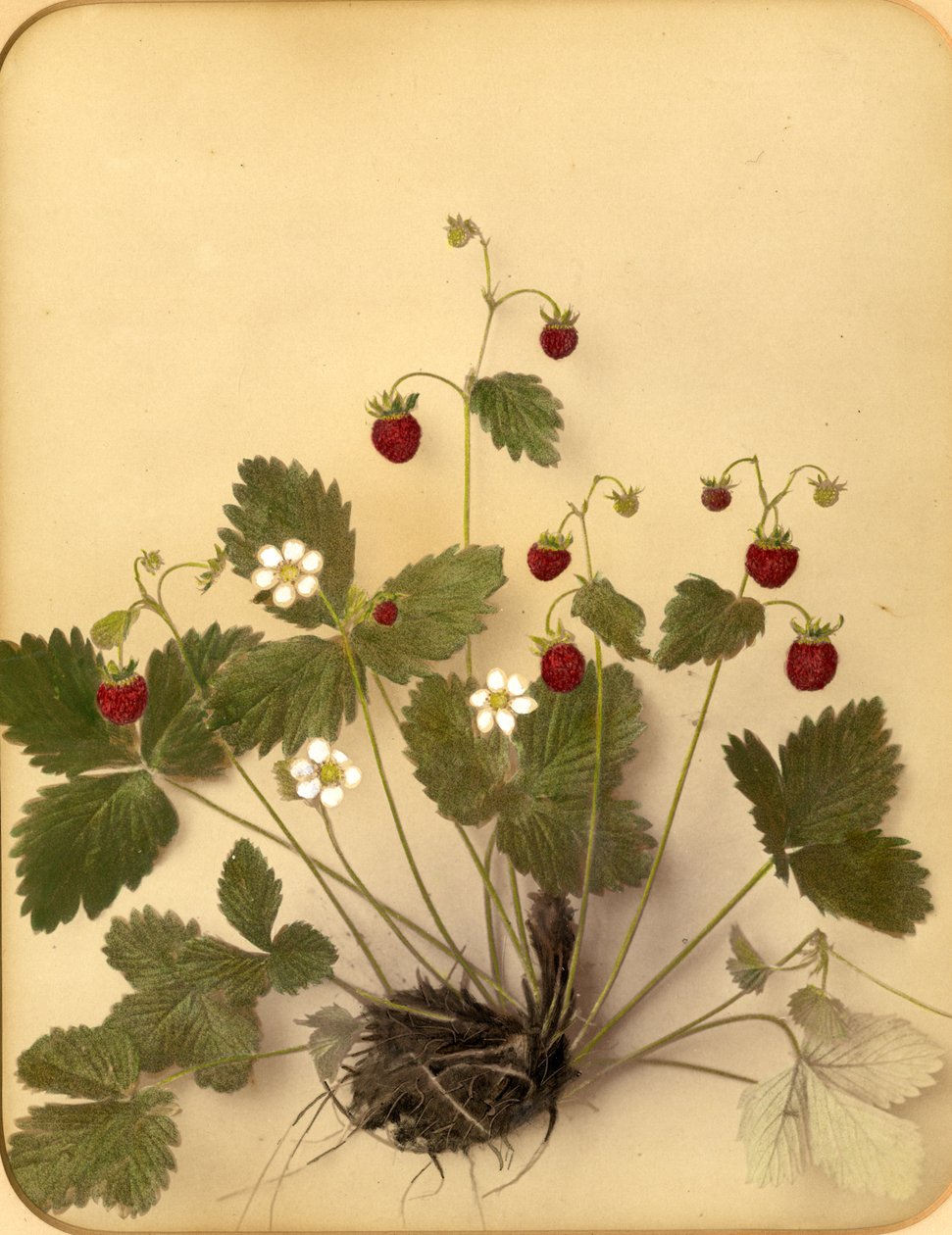 Flores de fresa silvestre, 1870s de Pietro Guidi