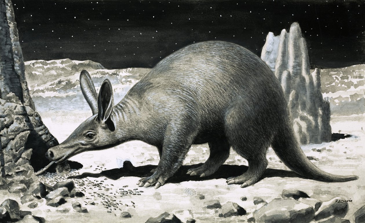 Aardvark de R.B. Davis
