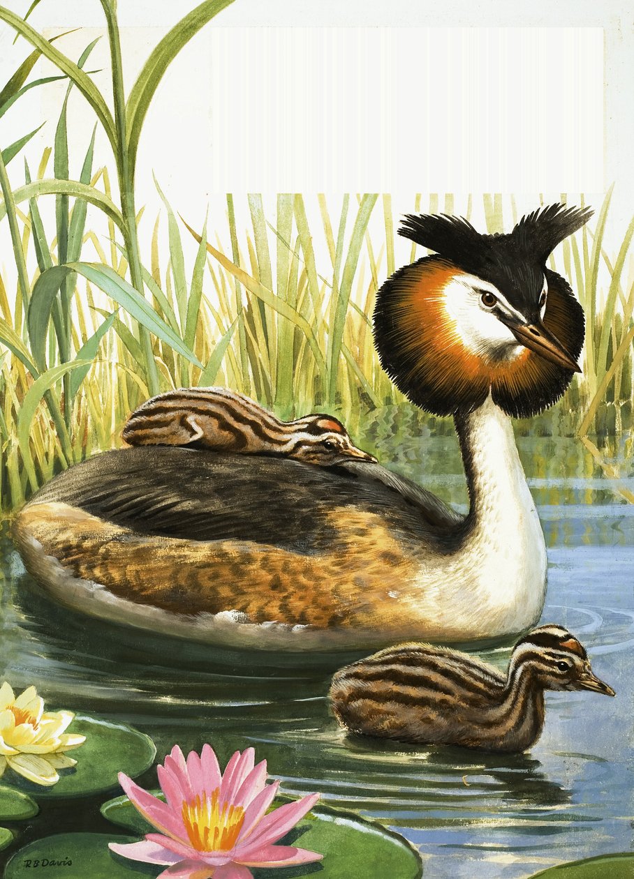 Somormujo lavanco de R.B. Davis