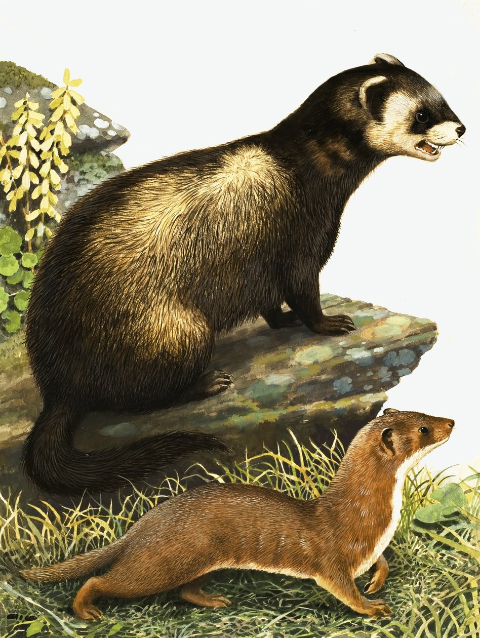 Turón y armiño de R.B. Davis