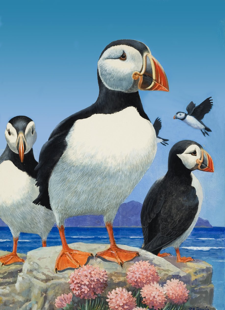 Puffins (gouache sobre papel) de R.B. Davis