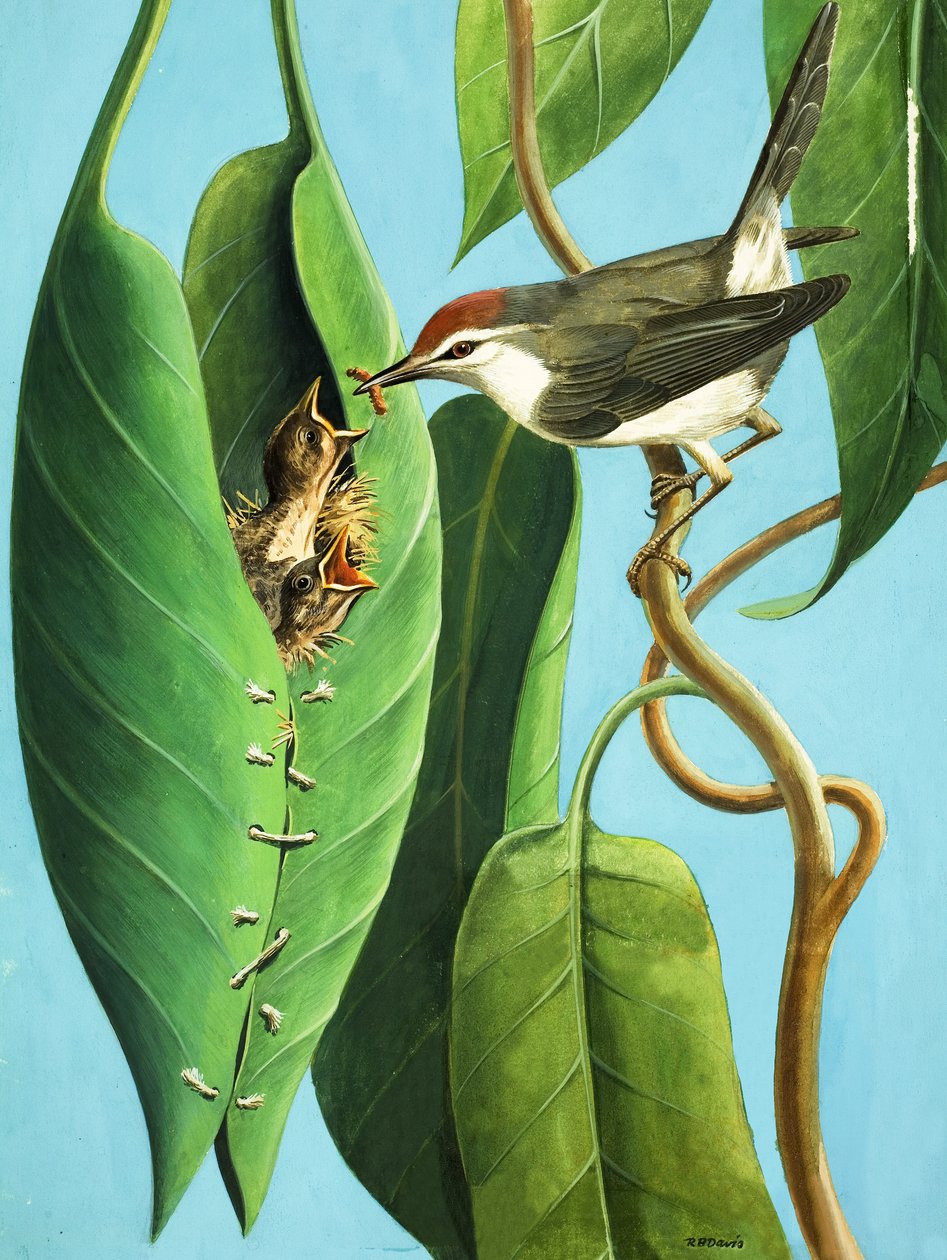 El pájaro sastre de R.B. Davis