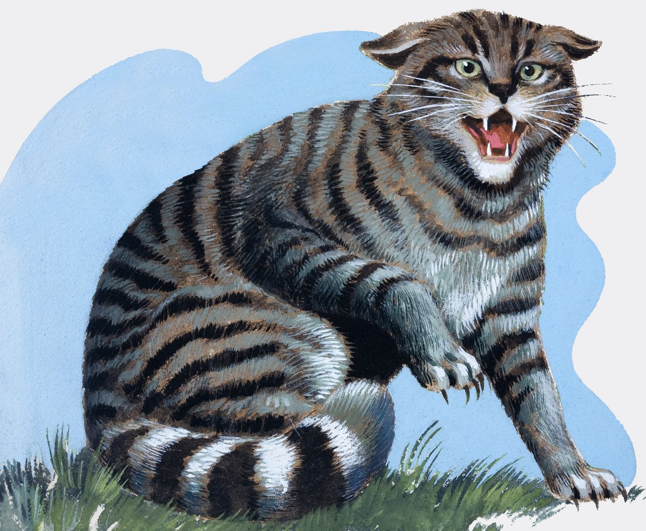 Gato salvaje, de "Treasure de R.B. Davis