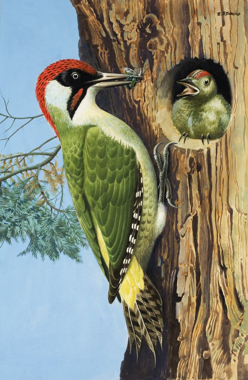 Pájaro carpintero (gouache sobre papel) de R.B. Davis