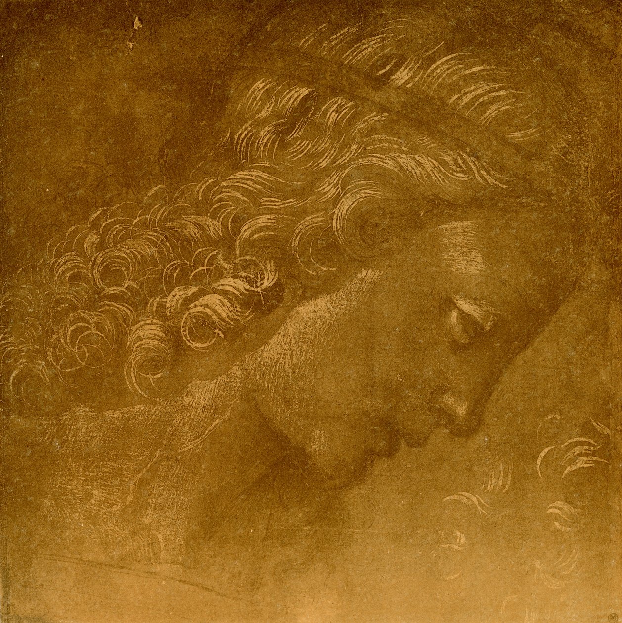 Estudio de una cabeza de ángel de Raffaellino del Garbo