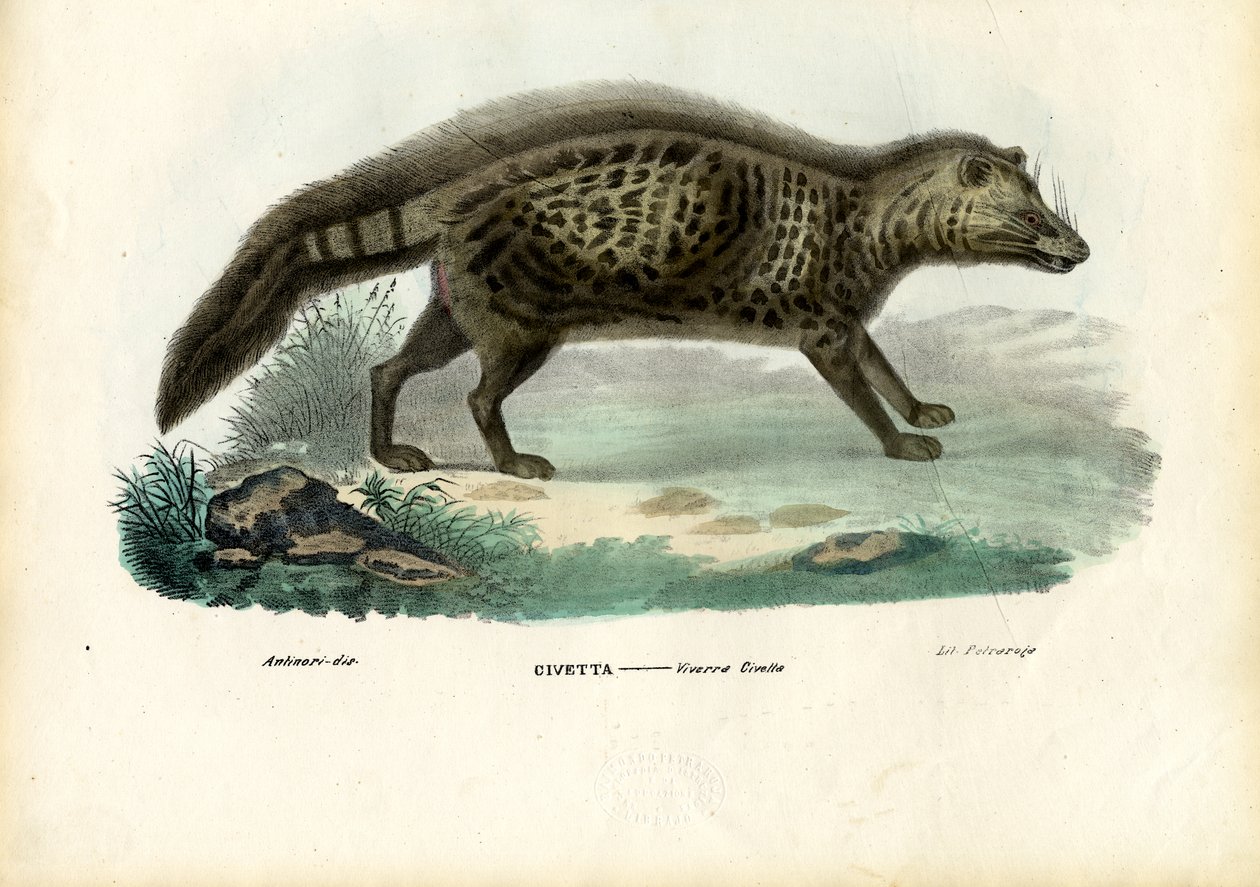 Civeta africana, 1863-79 de Raimundo Petraroja