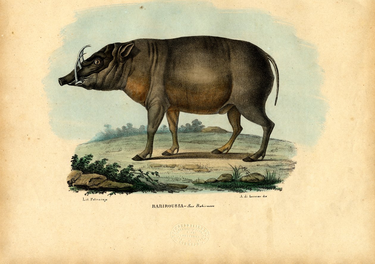 Babirusa, 1863-79 de Raimundo Petraroja