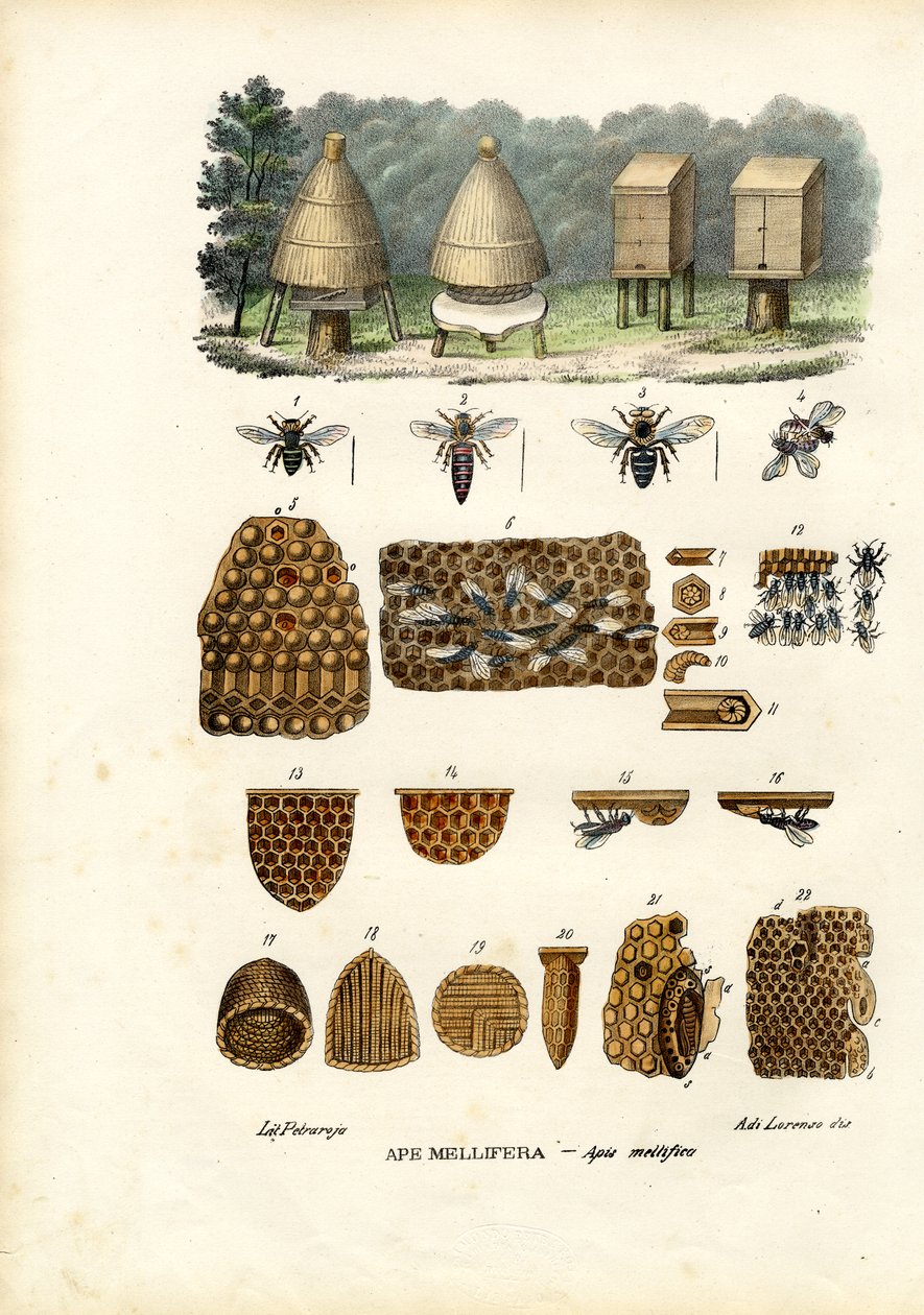 Abejas, 1863-79 de Raimundo Petraroja