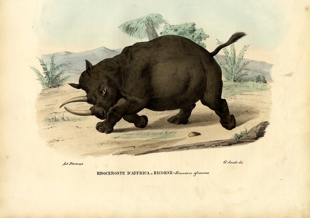 Rinoceronte negro, 1863-79 de Raimundo Petraroja