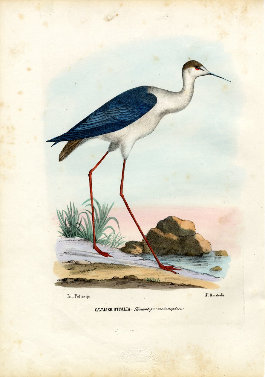 Cigüeñuela común, 1863-79 de Raimundo Petraroja