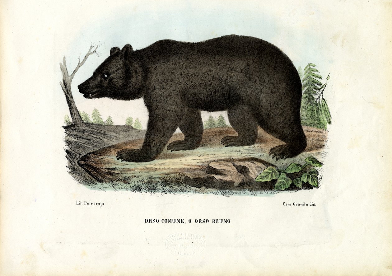 Oso pardo, 1863-79 de Raimundo Petraroja