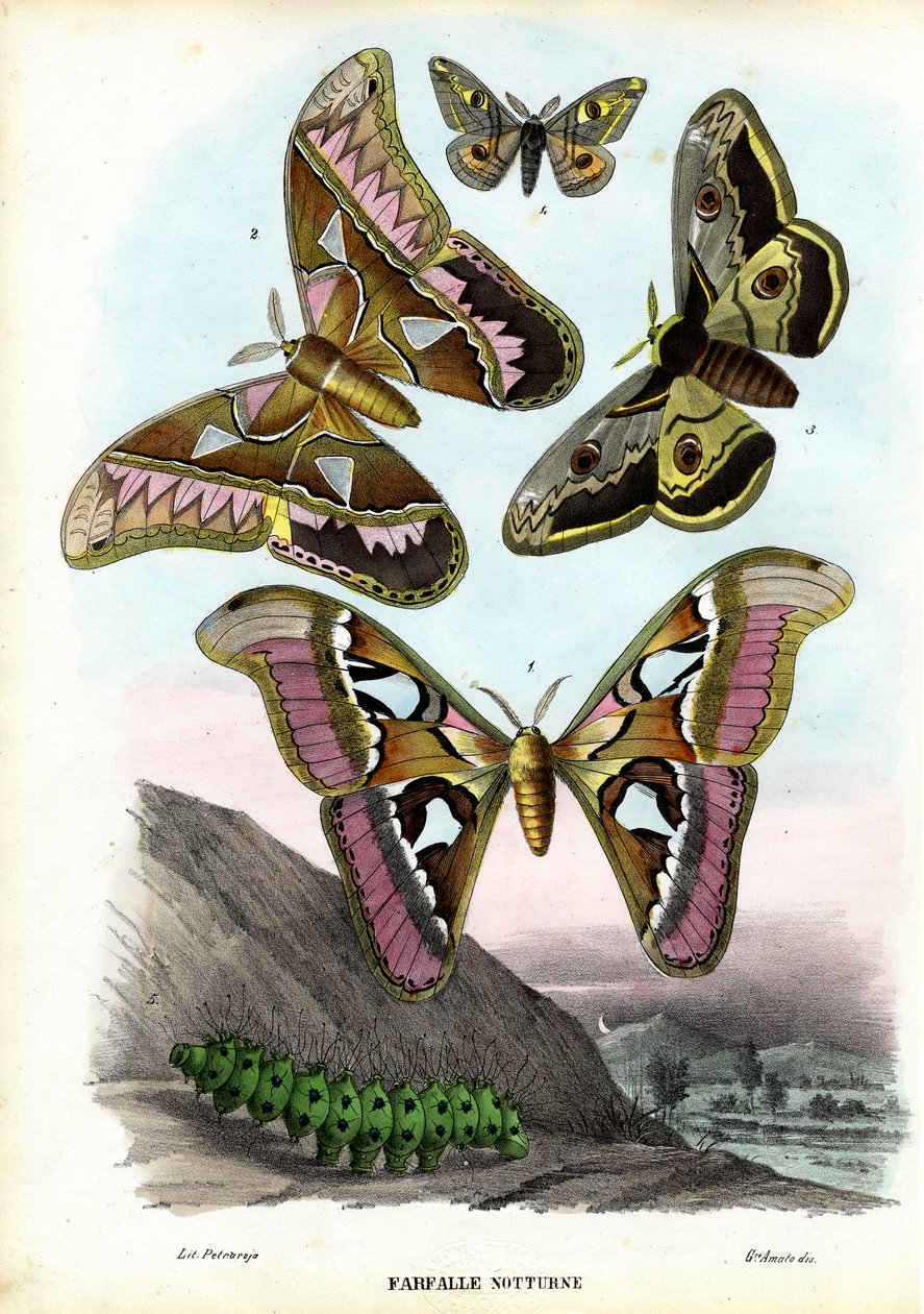 Mariposas de Raimundo Petraroja