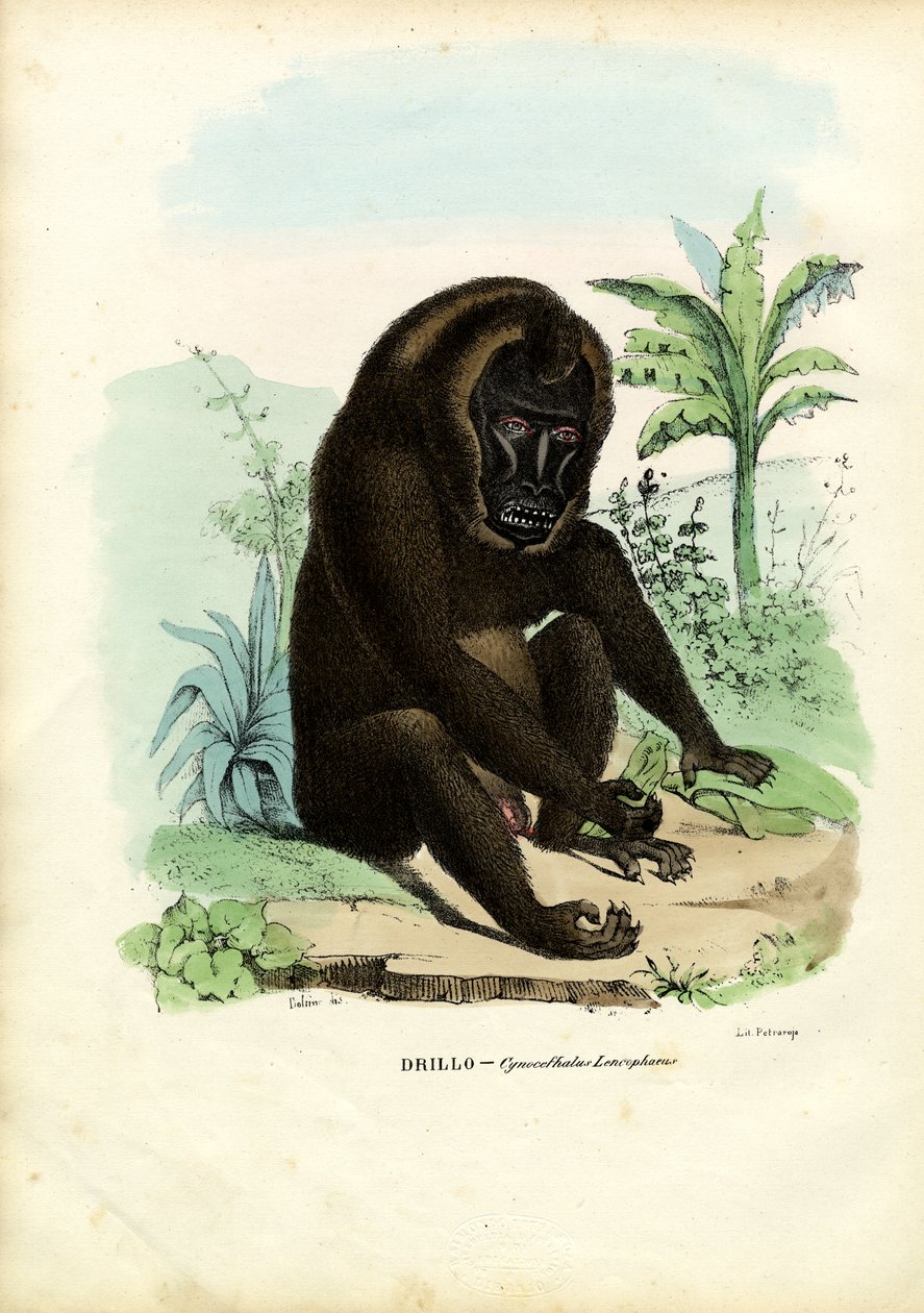 Taladro, 1863-79 de Raimundo Petraroja