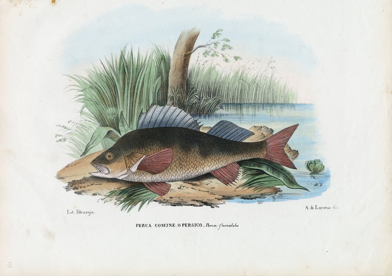 Perca Europea, 1863-79 de Raimundo Petraroja