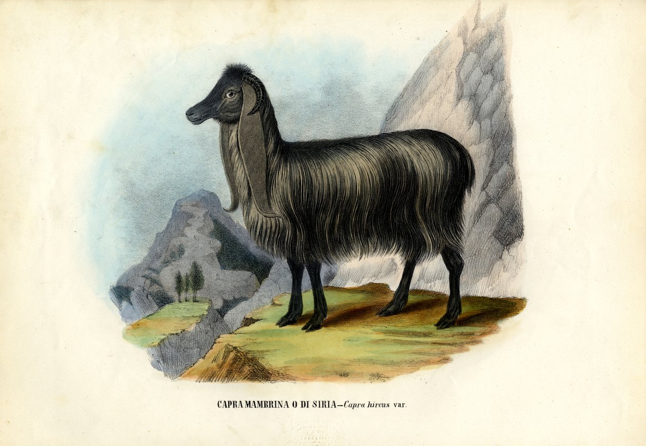 Cabra Salvaje, 1863-79 de Raimundo Petraroja