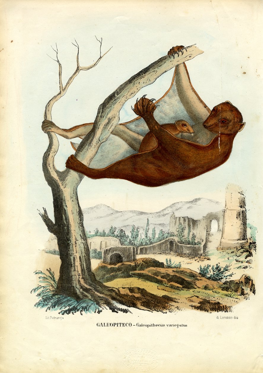 Colugo, 1863-79 de Raimundo Petraroja