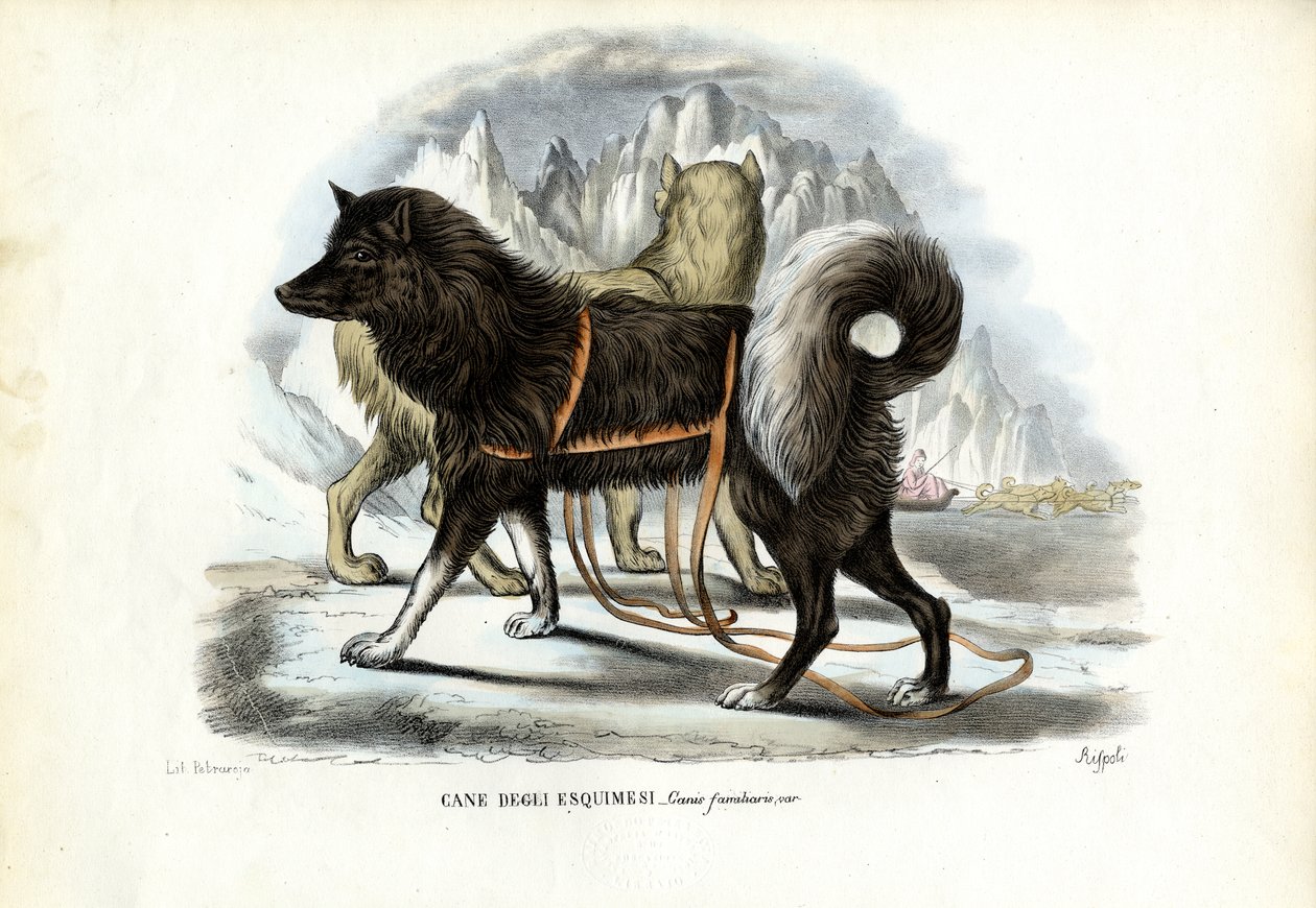 Perro de trineo inuit, 1863-79 de Raimundo Petraroja