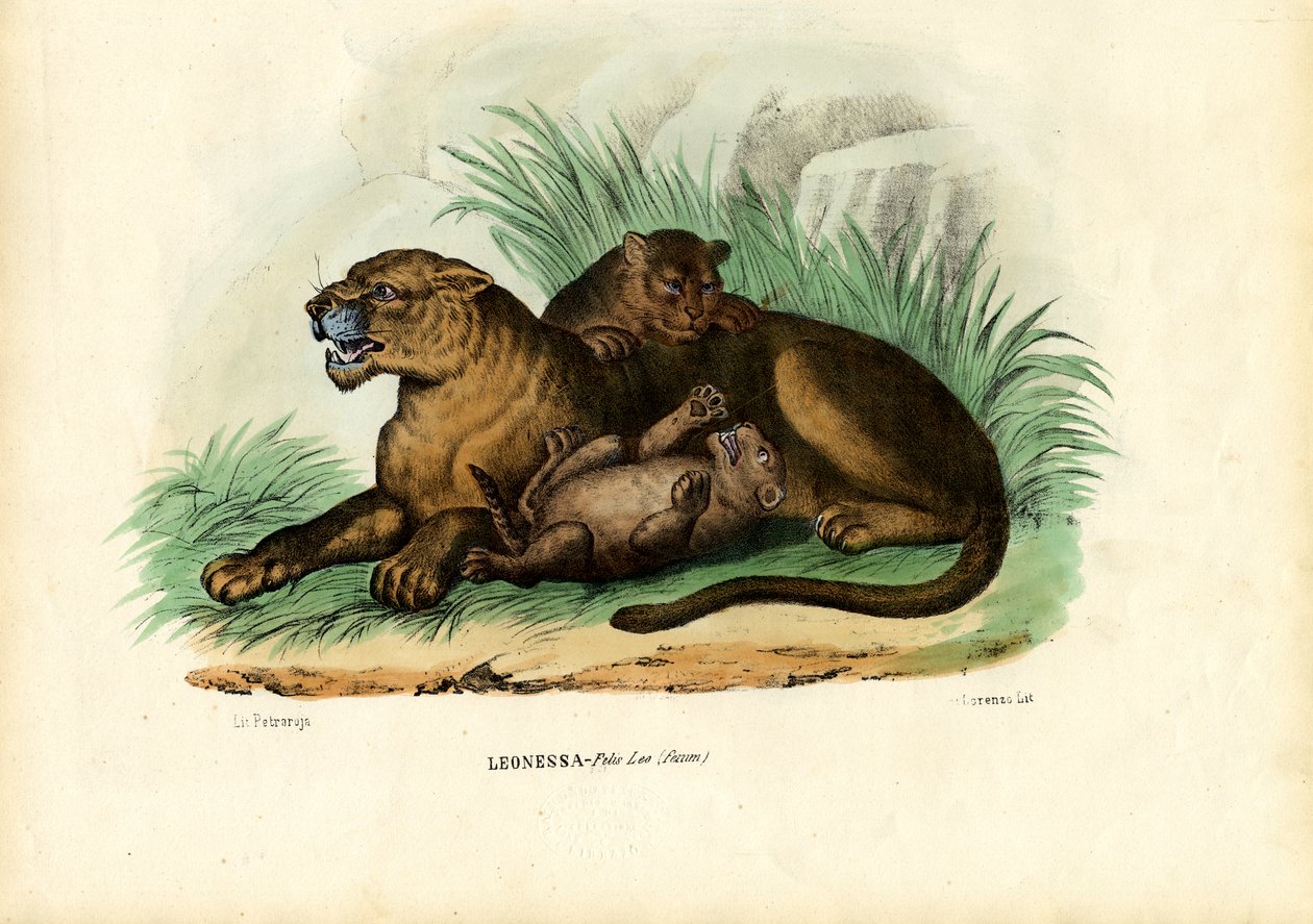 Leona con cachorros, 1863-79 de Raimundo Petraroja