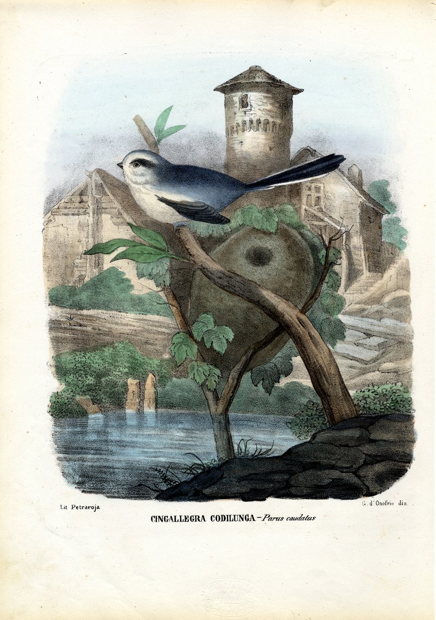 Mito de cola larga, 1863-79 de Raimundo Petraroja