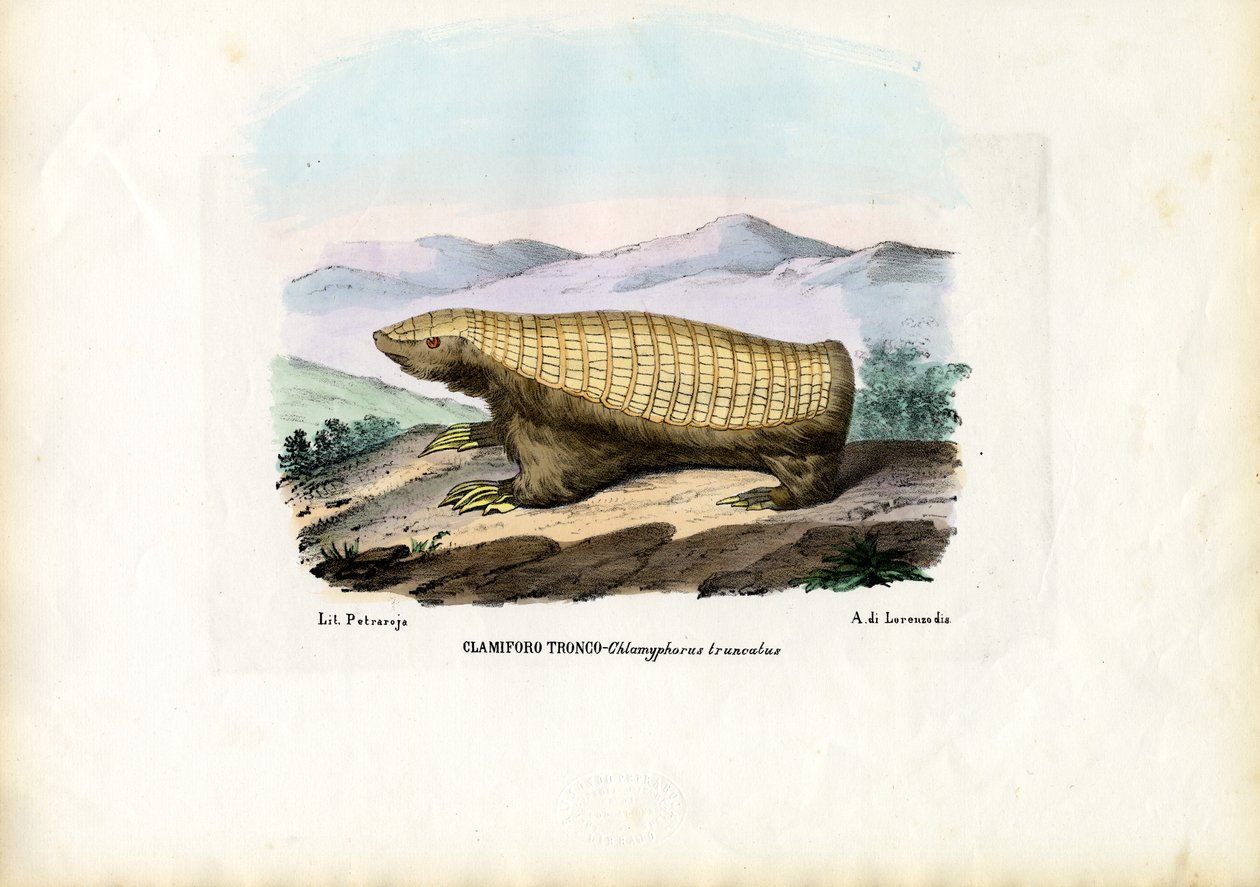 Armadillo Hada Rosa, 1863-79 de Raimundo Petraroja