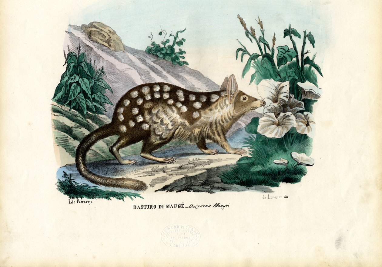 Quoll, 1863-79 de Raimundo Petraroja