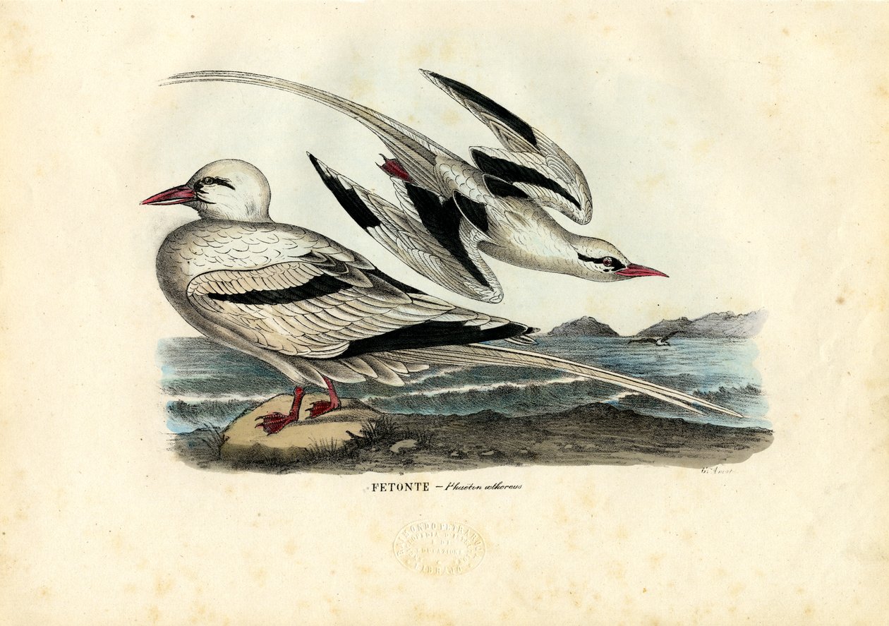 Pájaro tropical de pico rojo, 1863-79 de Raimundo Petraroja