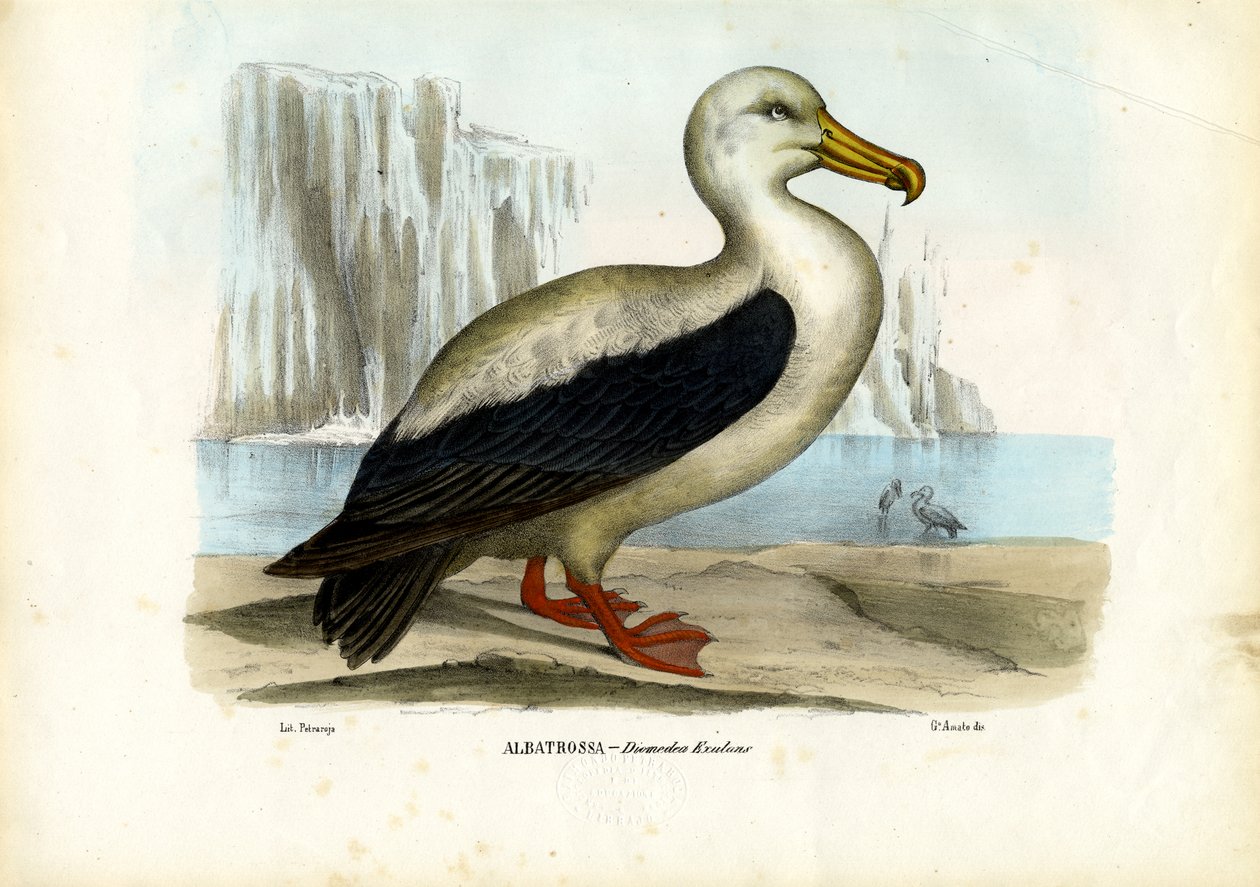 Albatros real (1863-79) de Raimundo Petraroja