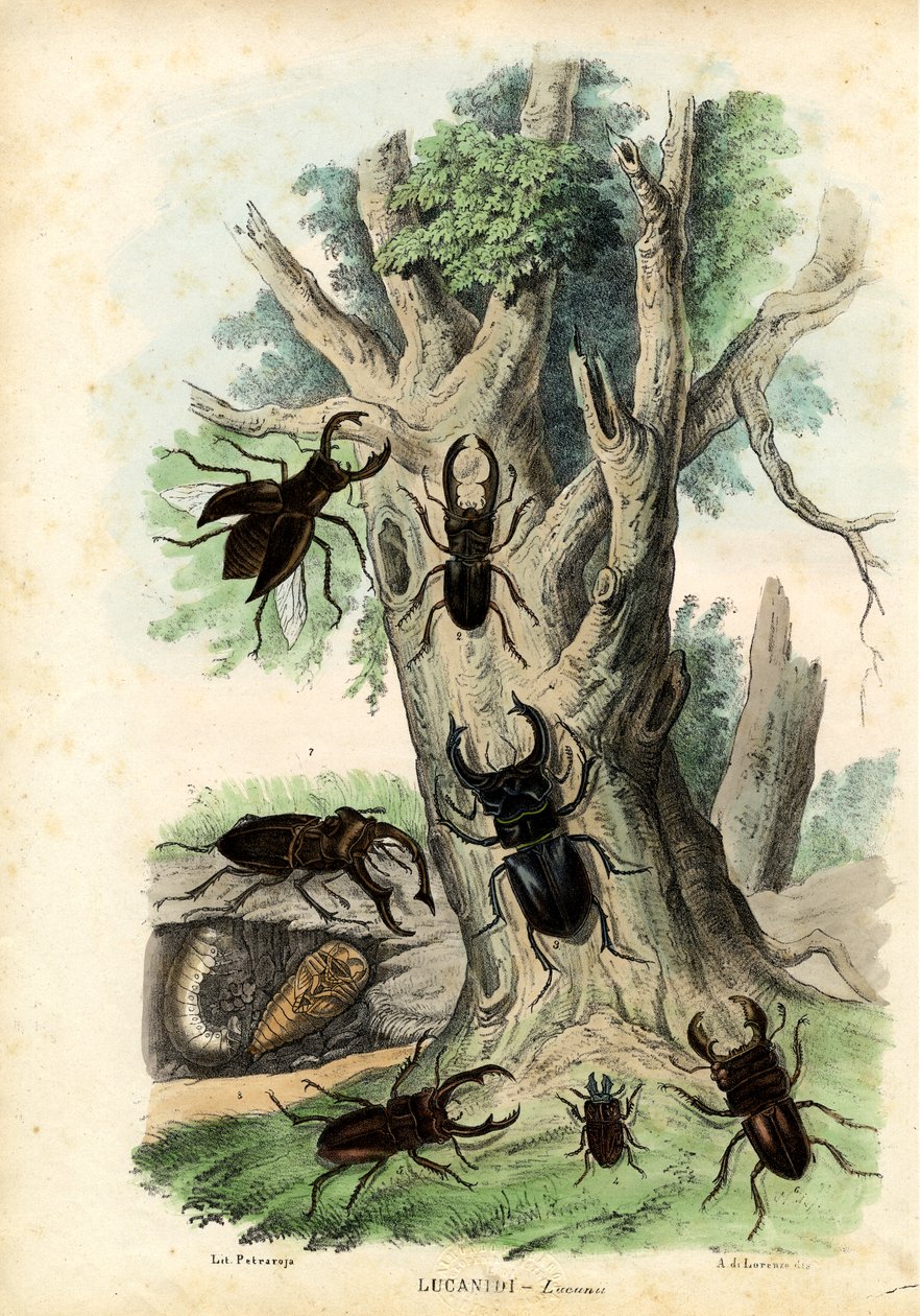 Escarabajos, 1863-79 de Raimundo Petraroja