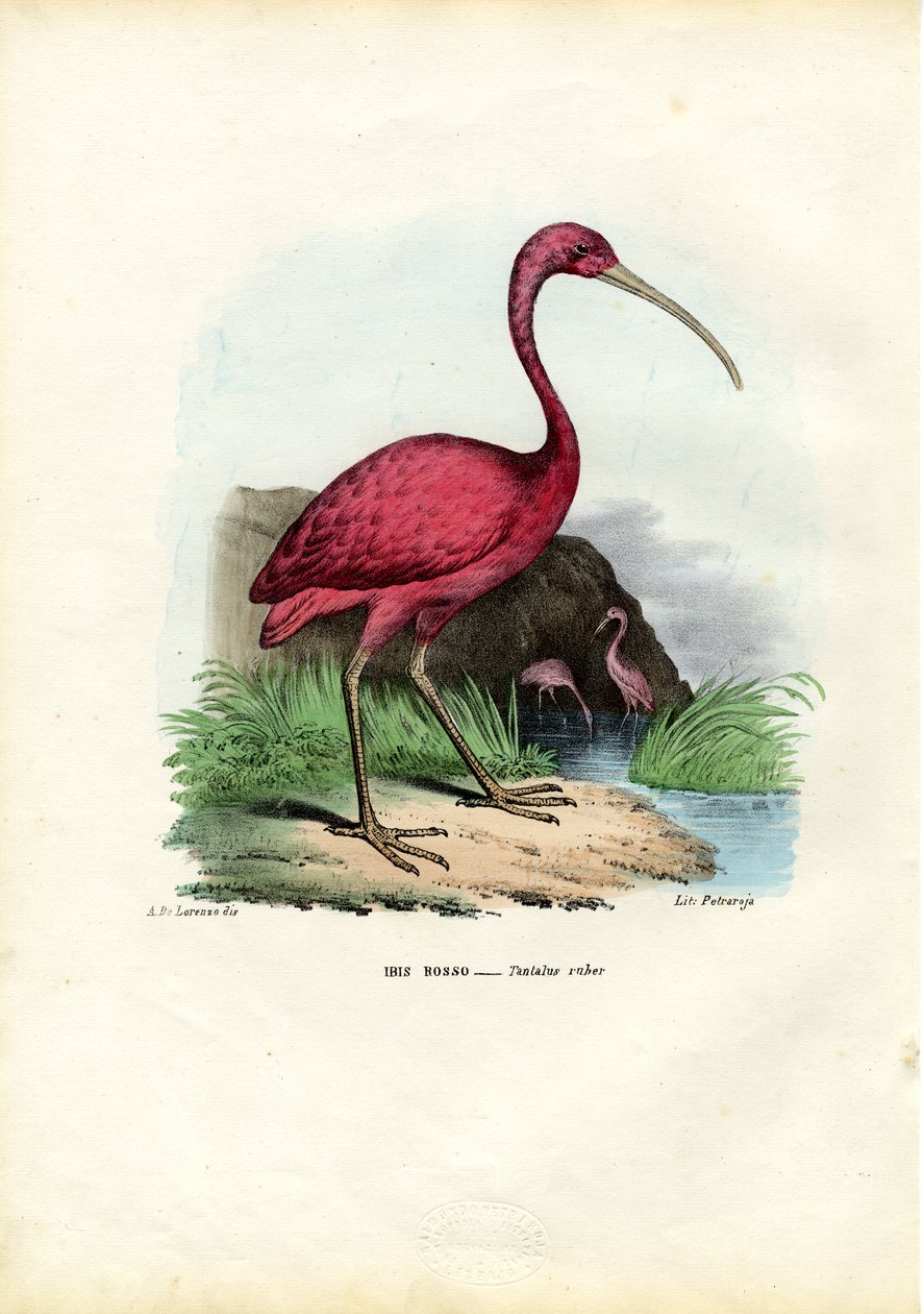 Ibis escarlata de Raimundo Petraroja