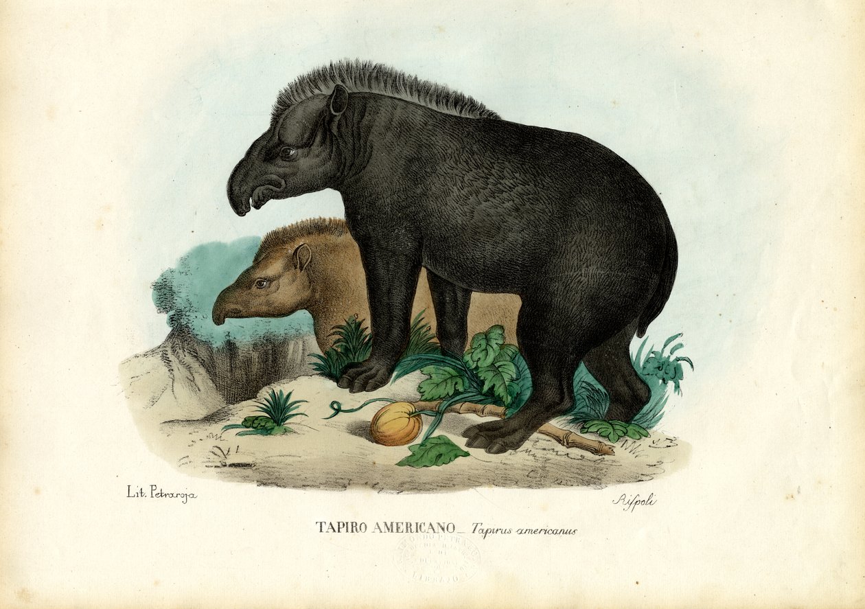 Tapir sudamericano, 1863-79 de Raimundo Petraroja