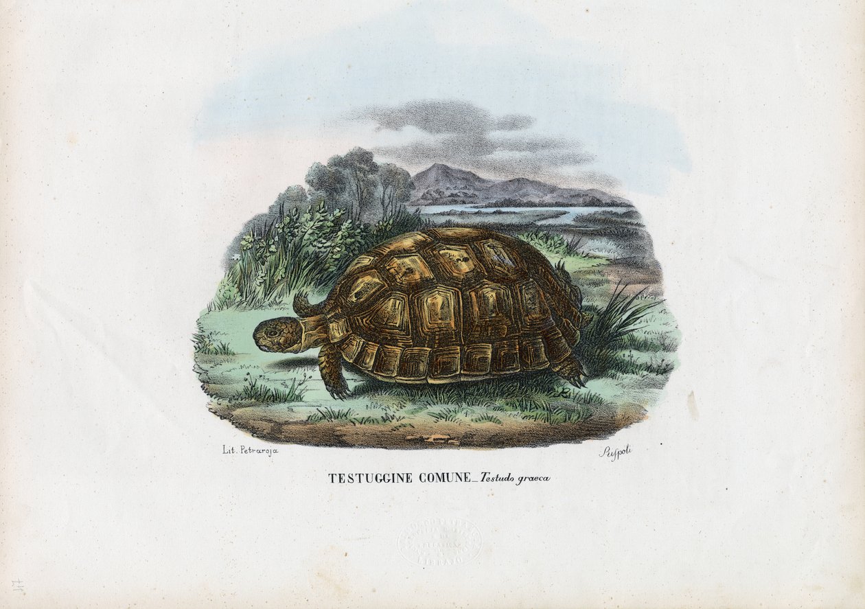 Tortuga de espolones, 1863-79 de Raimundo Petraroja