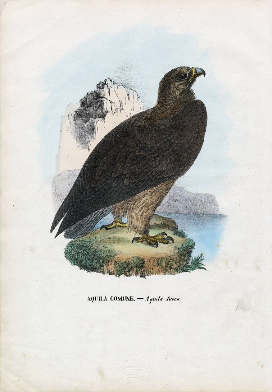 Águila parda, 1863-79 de Raimundo Petraroja