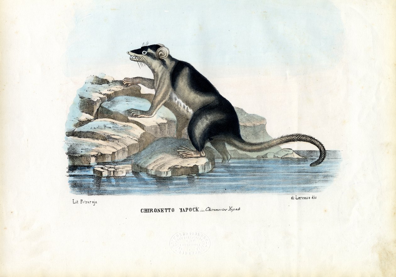 Yapok, 1863-79 de Raimundo Petraroja