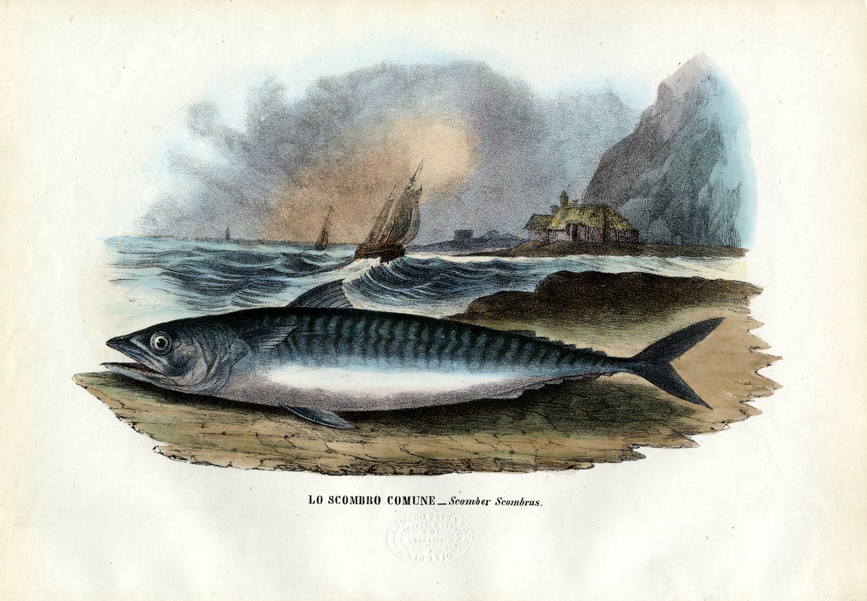 Caballa atlántica, 1863-79 de Raimundo Petraroja