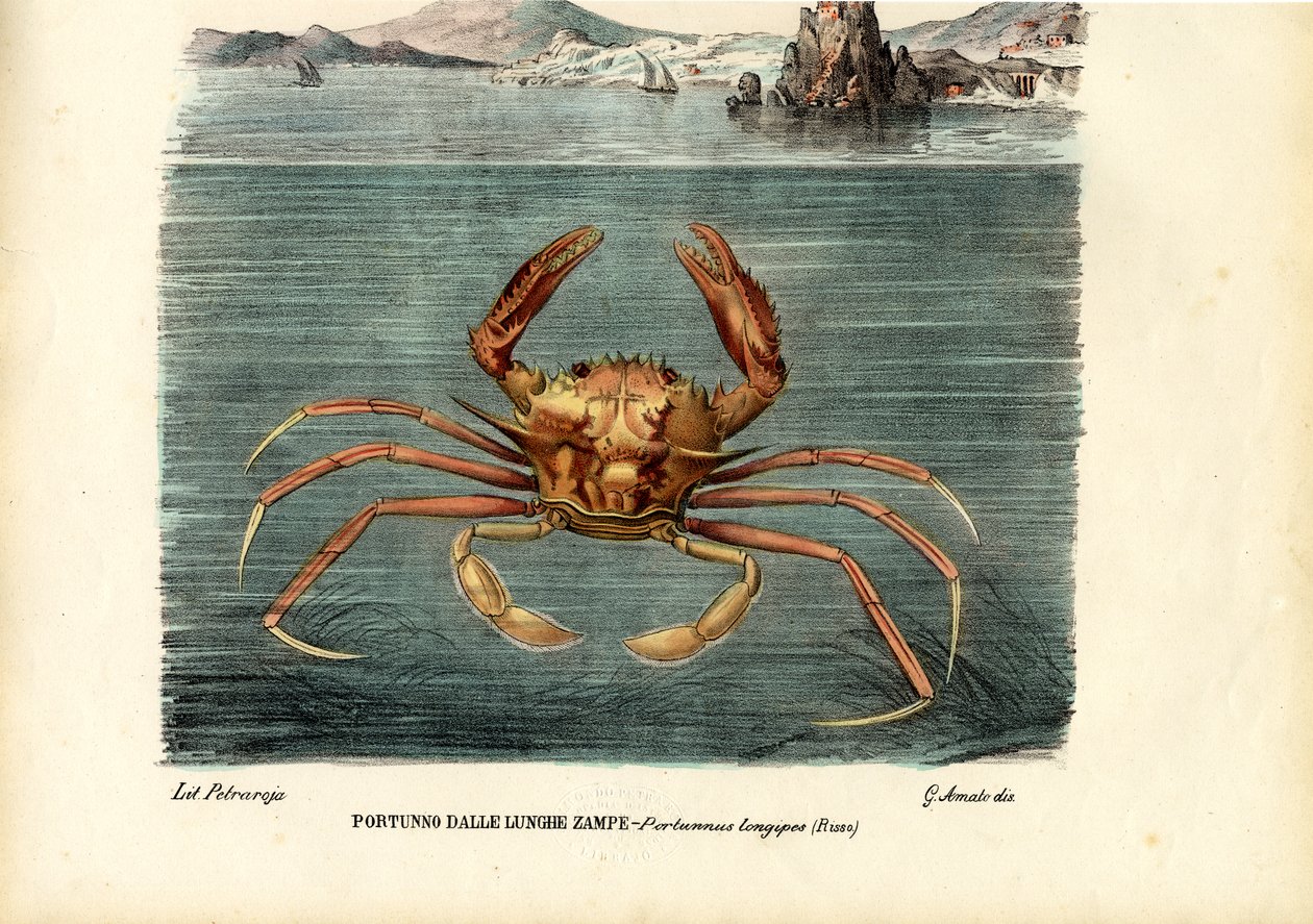 Crustáceos, 1863-79 de Raimundo Petraroja