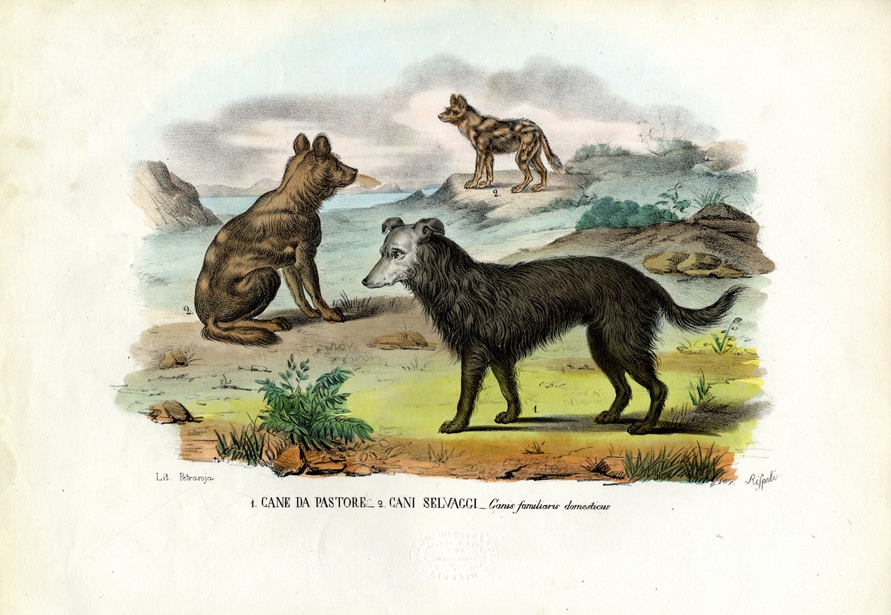Perros de Raimundo Petraroja