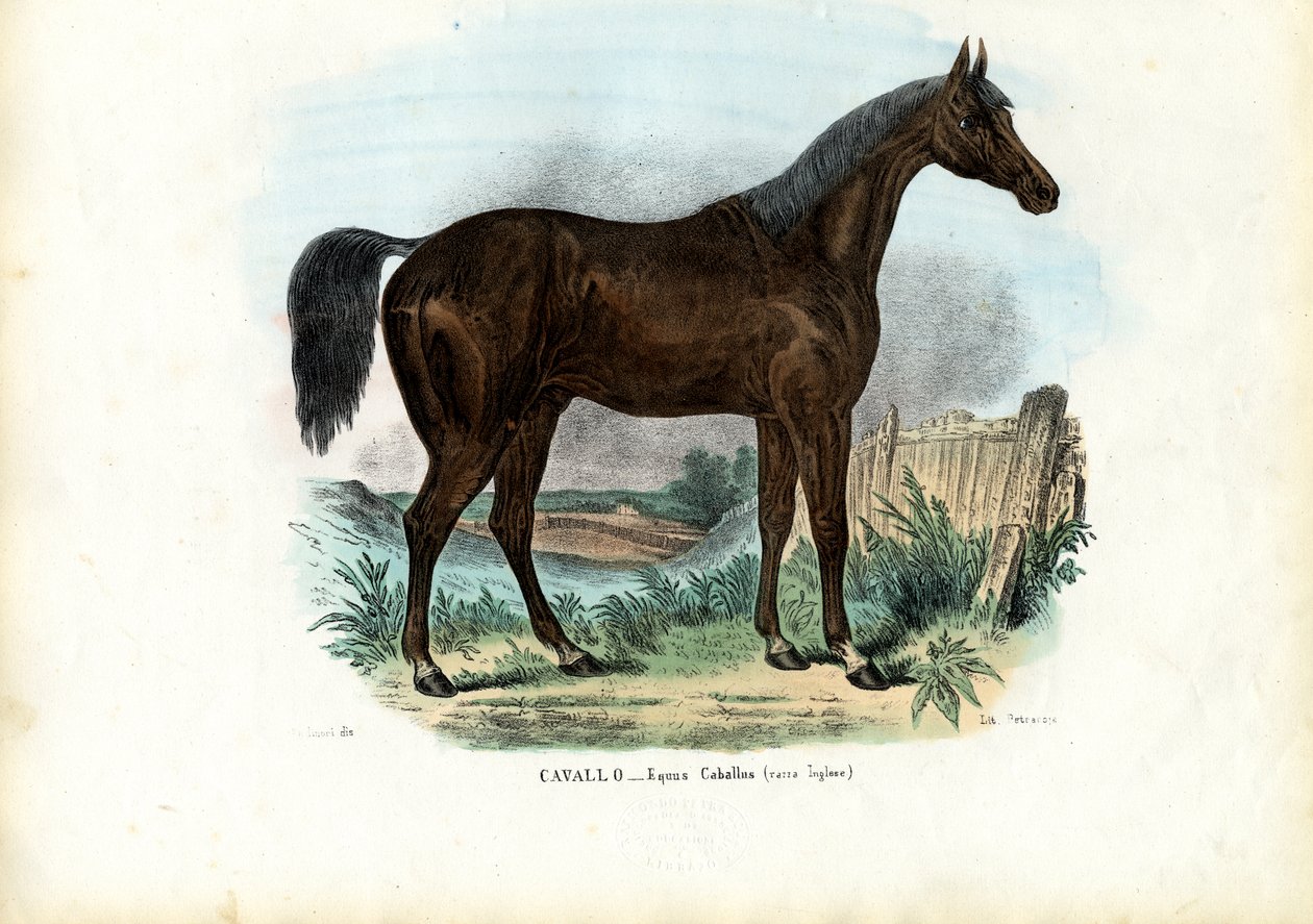 Caballo Inglés, 1863-79 de Raimundo Petraroja