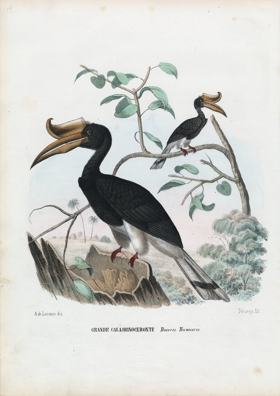 Gran cálao, 1863-79 de Raimundo Petraroja