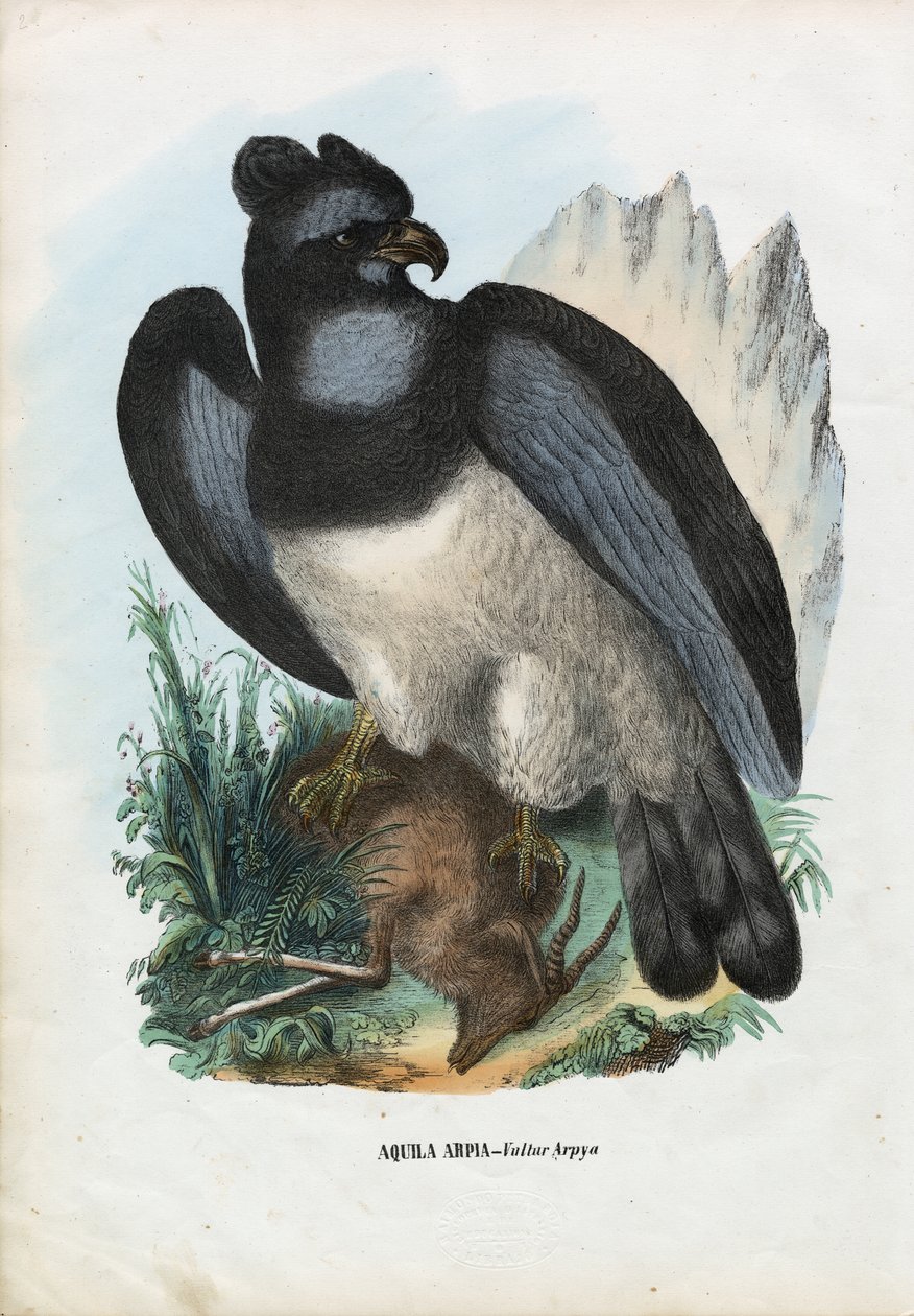 Águila arpía, 1863-79 de Raimundo Petraroja